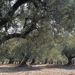Edremit Natives Olivenöl Extra 250 ml